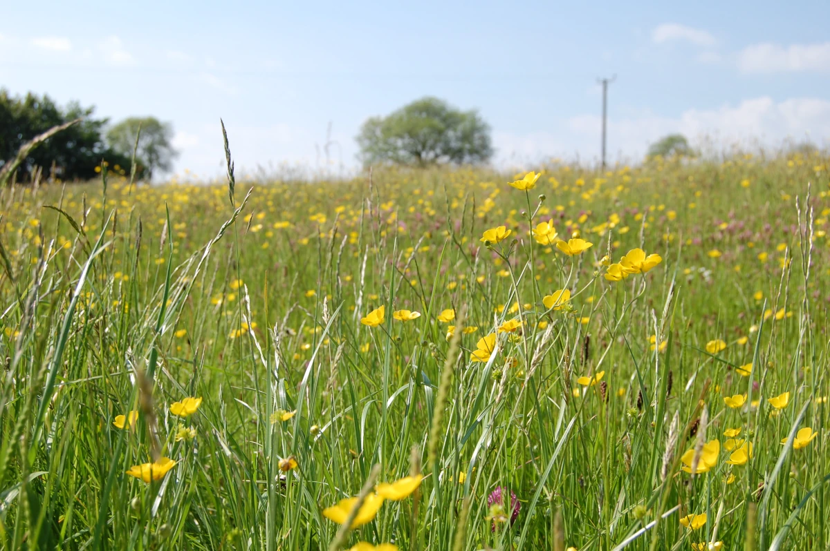 A meadow at the farm