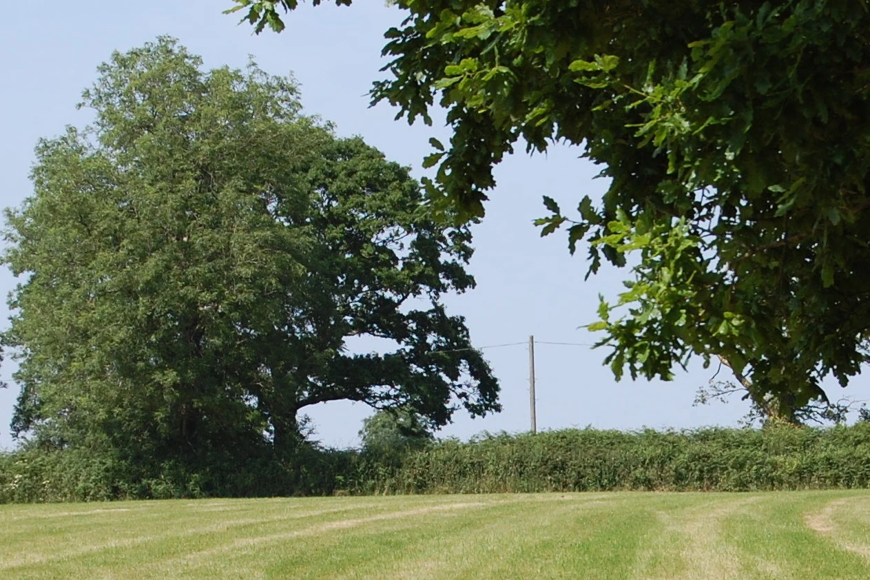 Trees along the farm's boundary