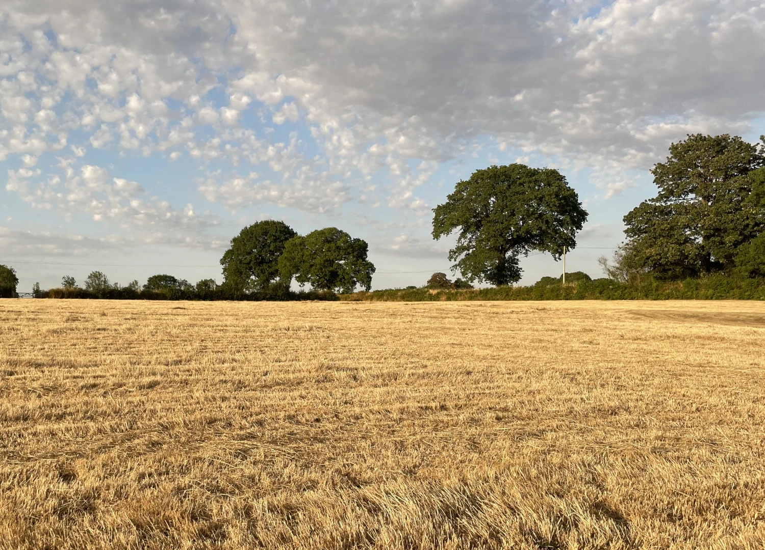 Open pasture at Cleve Farm