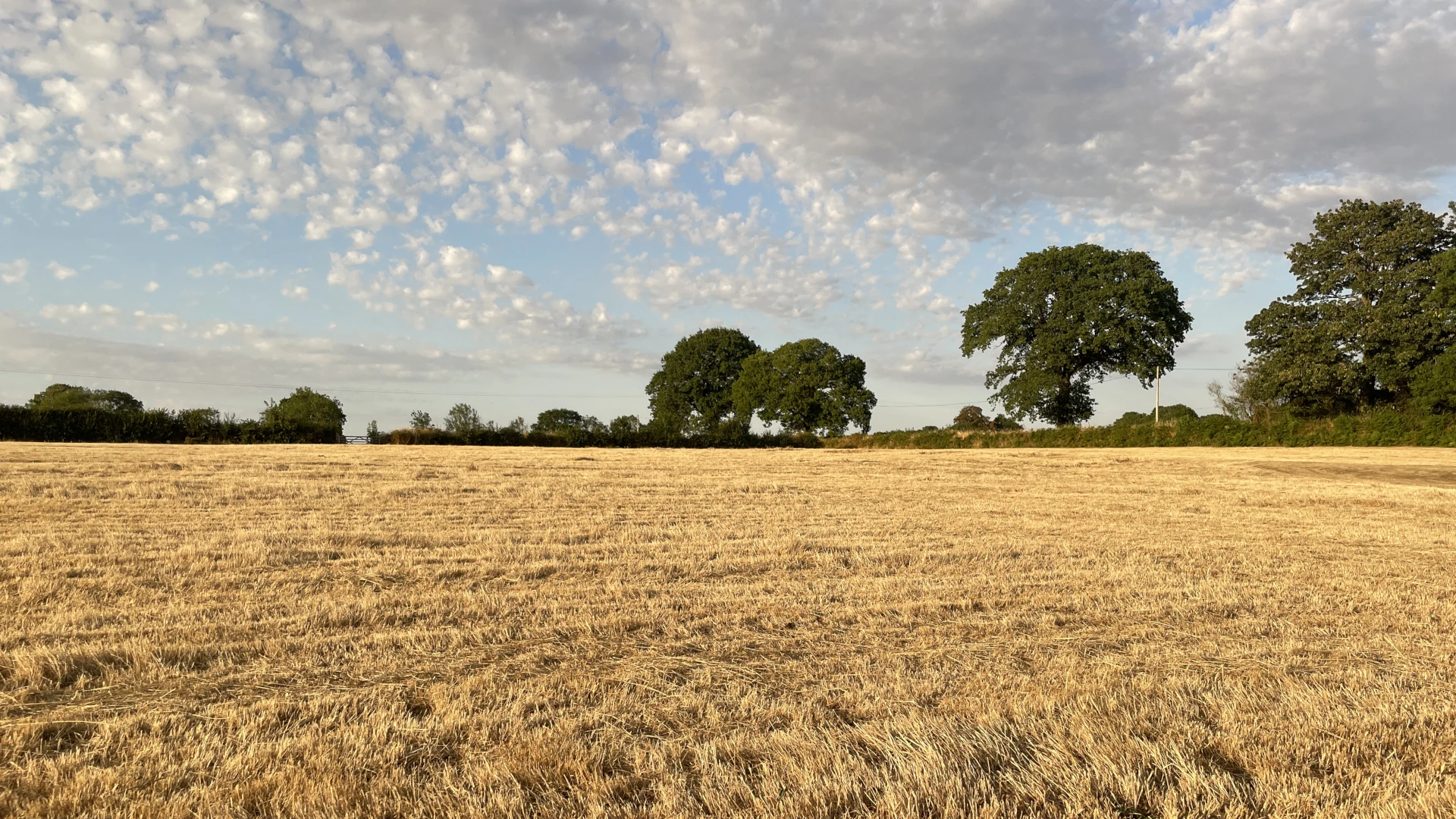A field at Cleve Farm